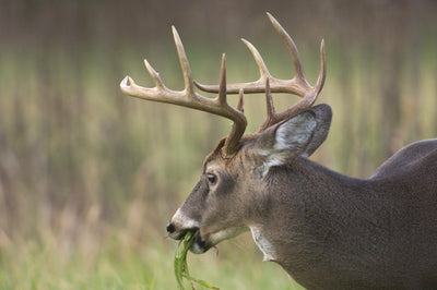 TOP EARLY SEASON BROWSE FOR WHITETAILS: A KEY TO EARLY SEASON SUCCESS BEFORE ACORNS EVER HIT THE GROUND!