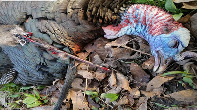 Proper Shot Placement On Turkeys With A Bow - Don’t lose another bird!