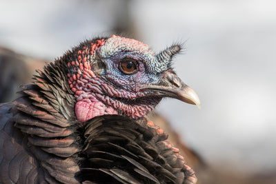 HOW WILD TURKEYS SEE: TURKEY VISION AND WHAT YOU MUST KNOW ABOUT IT!