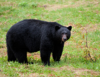 HOW TO HAVE THE BEST SPRING BEAR SEASON OF YOUR LIFE! SPRING BEAR HUNTING TIPS AND TRICKS