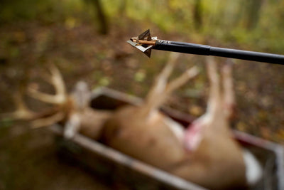 Switching to Fixed Blade Broadheads: What you NEED to Know!