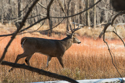 SHOULD YOU SHOOT AT A WALKING DEER OR STOP IT?